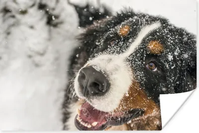 Produktbild von MuchoWow® Poster Ein Berner Sennenhund unter dem Schnee 120x80 cm - Bilder