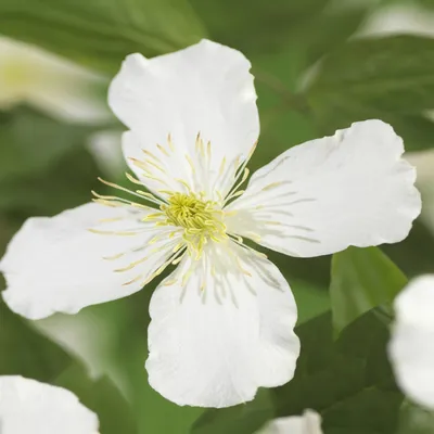 Immagine prodotto di Clematis montana Grandiflora - 2 piante da 11cm - altezza circa 40cm - Pianta