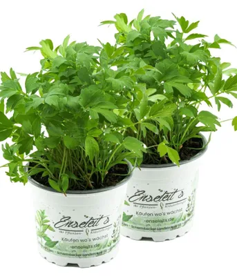 Produktbild von Enseleits 2er Set Liebstöckel Pflanze, Levisticum officinale, Maggikraut, frisch für die Küche