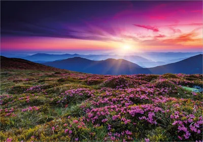Produktbild von Wallario Poster - Blumenbedeckte Wiese bei Sonnenuntergang, Kunstdruck Größe: 70 x 100 cm