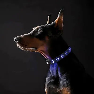 Zdjęcie produktu dla Obroża dla psa świecąca LED ładowana USB 3 tryby nylon psów