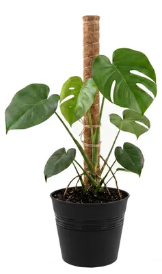 Imagen del producto de Macetas – cubetas, redondas, diámetro 30 cm, color grafito, diseño minimalista, forma cilíndrica, altura 29 cm, plástico, decoración, macetas con forma de lápida, jarrones para tumbas, arreglos florales con flores artificiales y naturales