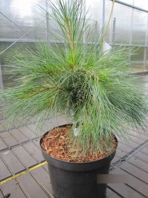 Produktbild von Pinus strobus Niagara Falls - Seidenkiefer Niagara Falls - 30-40