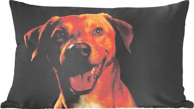Produktbild von MuchoWow® Zierkissen Sofakissen Wohnzimmer Dekokissen 50x30 cm Hund - Haustiere - Porträt - Wohnzimmerdekoration - Polster mit Photo