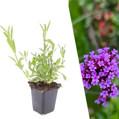 Produktbild von Plants by Frank | 6 Eisenkraut Pflanzen | Verbena Bonariensis | Stauden | Winterhart | Mehrjährig | Blauviolette Blüten | Sommergrün | Gartenpflanzen