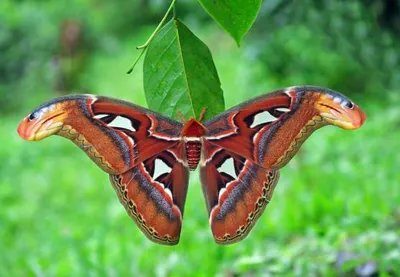 Produktbild von 3 D Ansichtskarte Schmetterling, Atlasspinner, Postkarte Wackelkarte Hologrammkarte Tiere Tier Falter