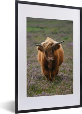 Produktbild von MuchoWow® MuchoWow® Gerahmtes Poster Schottische Hochlandbewohner - Heidelandschaft - Tiere 40x60 cm - Poster mit zchwarzem Bilderrahmen - Poster in Rahmen