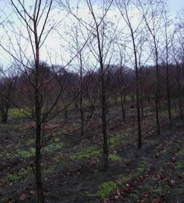 Produktbild von Betula maximowicziana - Bronzebirke - Lindenblättrige Birke