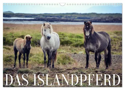 Produktbild von Das Islandpferd (Wandkalender 2027 DIN A3 quer), CALVENDO Monatskalender