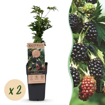 Produktbild von Rubus fruticosus Dornenlos Immergrün - Brombeerpflanze - Dornenlos - Brombeere - 2 Pflanzen - 40-50cm - Ø15cm - Gartenpflanze
