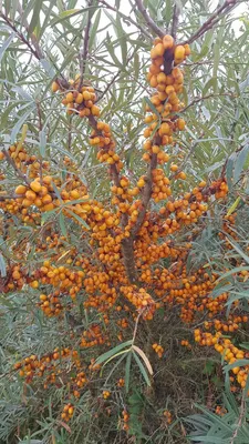 Image de Hippophae rhamnoides 'Askola'  / Argousier femelle