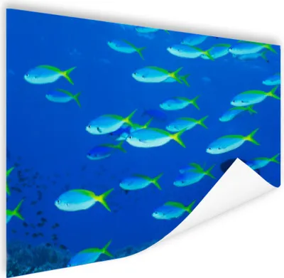 Produktbild von MuchoWow® Poster Fisch - Schule - Meer 180x120 cm - Fotoplakat