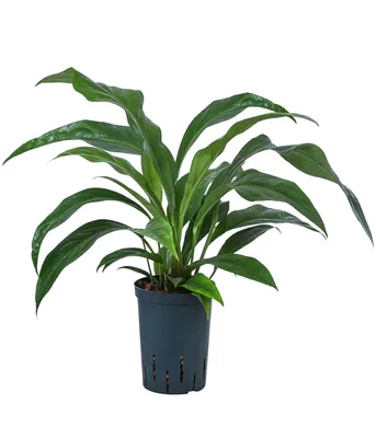 Produktbild von Dehner Blattanthurie Jungle King, in Hydrokultur, Anthurium ellipticum, ca. 45 cm, Ø Topf 15 cm, Zimmerpflanze