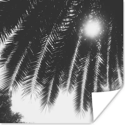 Produktbild von MuchoWow® Poster Palmenblätter - Tropisch - Sonne - Palme 50x50 cm - Wohnzimmerdekoration