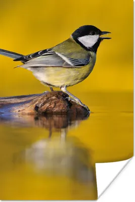 Produktbild von MuchoWow® Poster Kohlmeise - Vogel - Wasser 40x60 cm - Plakate für die Wand - Poster Babyzimmer
