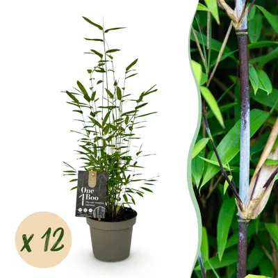 Produktbild von Bambus - Fargesia Black Dragon - Immergrün - Nicht-invasiv - Grün - 12 Pflanzen - 25-35cm - Ø14cm - Gartenpflanze