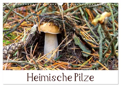 Produktbild von Heimische Pilze (Wandkalender 2027 DIN A3 quer), CALVENDO Monatskalender