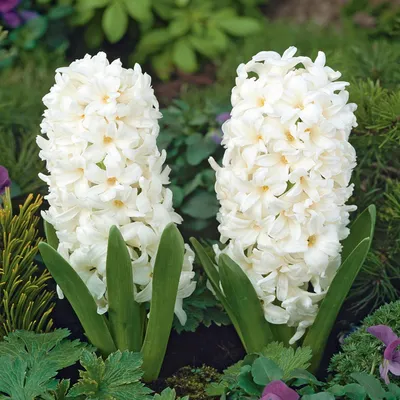 Produktbild von Hyazinthe Blumenzwiebeln Zwiebeln Blumen Hyacinthus Carnegie 5 St.