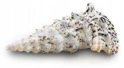 Image de Décoration d'aquarium, coquillage naturel Cerithidea, 10 cm