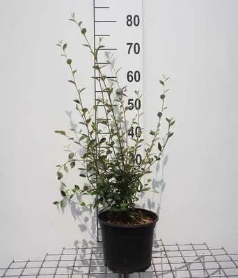Obrázok produktu pre Cotoneaster franchetii - Medovník ovocný 60- 80 cm nádoba