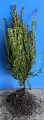 Produktbild von Eibe Taxus baccata 50–80 cm | Baumschulware | Immergrüne Hecke | Wurzelnackt