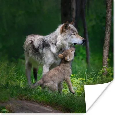 Produktbild von MuchoWow® Poster Wolf - Baby - Wald 100x100 cm - Babyzimmer