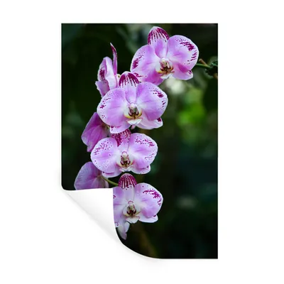 Produktbild von MuchoWow® Wandtattoo Wandsticker Wandaufkleber Blühende Orchideen 40x60 cm Selbstklebend und Repositionierbar - Wierderverwendbar - Selbstklebend