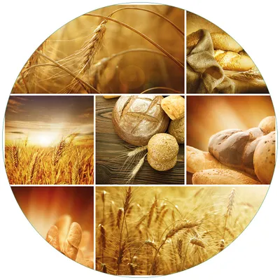 Produktbild von Wallario Premium Glasbild, freischwebende Optik, kräftige Farben, rund 50cm Durchmesser, Motiv Getreide und Brotsorten aus Weizen