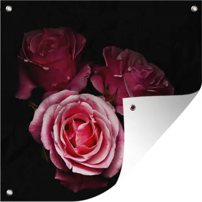 Produktbild von MuchoWow® 50x50 cm Outdoor-Poster Gartendeko Sichtschutz Garten Poster für den Garten  Ein Foto von rosa Rosen mit schwarzem Hintergrund