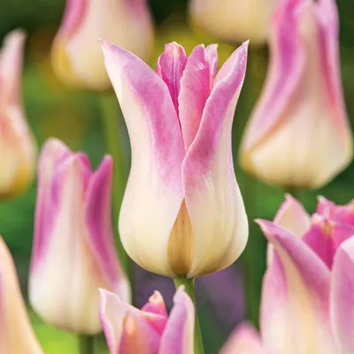 Zdjęcie produktu dla Tulipan Liliokształtny Elegant Lady 5 szt Tulipany Cebulki Tulipanów Cebule