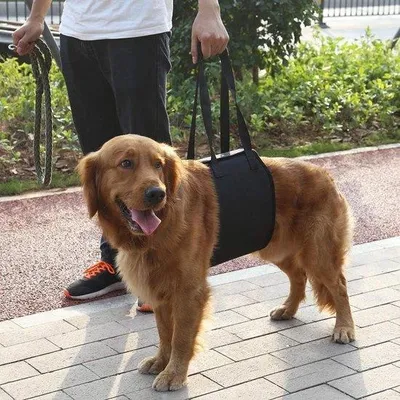 Productafbeelding van Hulpmiddel voor honden met zwakte - voor- of achterpootproblemen - ondersteuning voor gewonde of oudere huisdieren