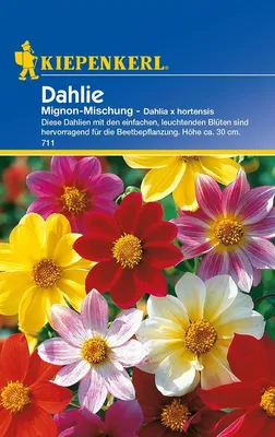 Produktbild von Kiepenkerl Dahliensamen Mignon-Mischung