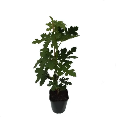 Produktbild von Feigenbaum Ice Crystal Feige