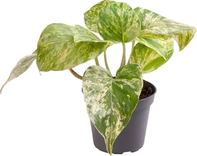 Obrázek produktu pro Epipremnum pinnatum Marble Queen 15 cm - břečťan - skvrnitý břečťan mramorová královna - břečťan - skvrnitý břečťan