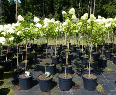 Produktbild von Hortensie Rispenhortensie Stamm 150 - 170 cm Limelight weiß Hydrangea Paniculata winterhart