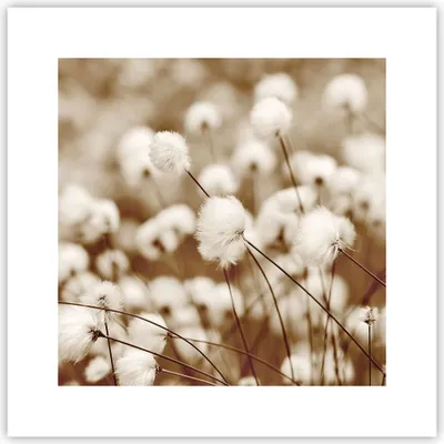 Produktbild von Poster - Poster ohne Rahmen - Baumwolle Boho Wollig - 30x30 cm - Wand Bild - Wanddeko - Wandbilder - Kunstposter - Wandposter - Bilder - Kunstdruck - Wanddekoration - Wandbild - P2XAC30x30-4850