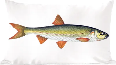 Produktbild von MuchoWow® Zierkissen Sofakissen Wohnzimmer Dekokissen 50x30 cm Realismus - Fisch - Karpfen - Wohnzimmerdekoration - Polster mit Photo