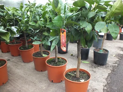 Produktbild von Citrus sinensis  Sanguinello 80-100 cm - Blut-Orange
