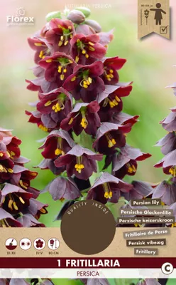 Artikelbild 1 von 'Fritillaria Persica (1 Stück)' aus der Kategorie Kaiserkronenzwiebeln
