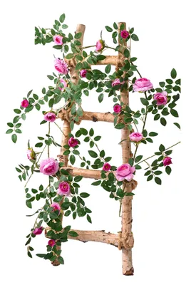 Produktbild von 1,8 m lange künstliche Rosengirlande, künstliche hängende Rosen-Efeu-Pflanzen, biegsame Blumengirlande, Dekoration für Hochzeiten, Heimpartys, Garten, Zimmer, Wanddekoration