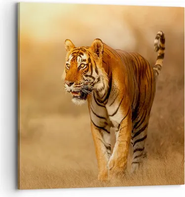 Produktbild von Bild auf Leinwand - Leinwandbild - tiger tier - 70x70cm - Wand Bild - Wanddeko - Wandbilder - Leinwanddruck - Bilder - Kunstdruck - Wanddekoration - Leinwand bilder - Wandkunst - AC70x70-3946