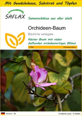 Produktbild von SAFLAX Anzucht Set - Orchideen-Baum - Bauhinia variegata - 8 Samen - Mit Mini-Gewächshaus, Anzuchtsubstrat und 2 Töpfen
