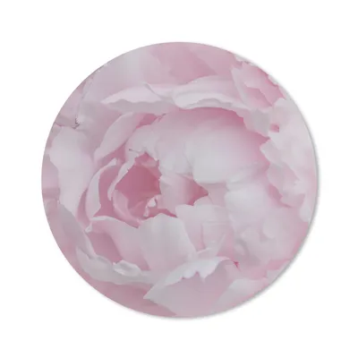 Produktbild von MuchoWow® Mauspad Mousepad Nahaufnahme und Draufsicht einer rosa Pfingstrose 30x30 cm - Mousepads - Maus Mat - Pad - Mausunterlage - Tischunterlage - Schreibtischmatten