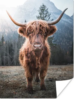 Produktbild von MuchoWow® Poster Schottischer Hochländer - Kuh - Tiere - Berg - Natur 120x160 cm - Wandbilder