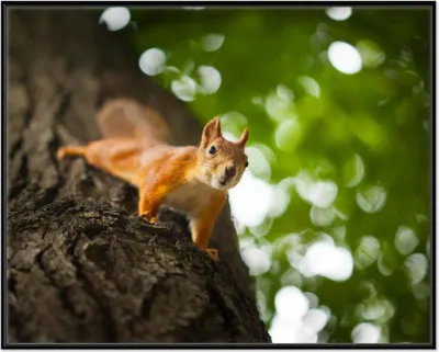 Produktbild von Wallario Wandbild Süßes neugieries Eichhörnchen an einem Baum, Größe: 40,30 x 50,30 cm, Poster mit schwarzem Aluminiumrahmen