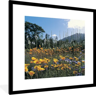 Produktbild von MuchoWow® Gerahmtes Poster Blumen - Natur - Farbe 40x40 cm - Poster mit Schwarzem Bilderrahmen Wandposter Rahmen Foto Bilder - Poster - Plakat im Rahmen