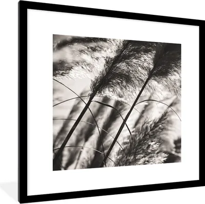 Produktbild von MuchoWow® Gerahmtes Poster Pampasgras - Schwarz - Weiß - Pflanze 40x40 cm - Poster mit Schwarzem Bilderrahmen Wandposter Rahmen Foto Bilder - Poster - Plakat im Rahmen