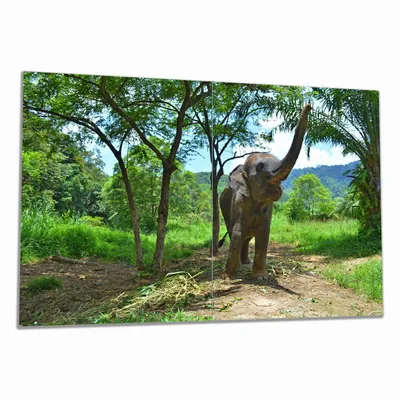 Produktbild von Wallario Herdabdeckplatte aus Glas, Größe 80 x 52 cm 2-teilig, Motiv Junger Elefant im Dschungel