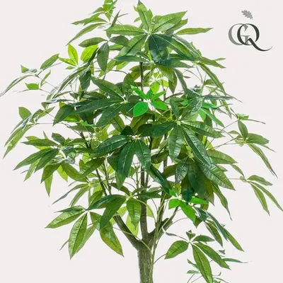Image de Plante artificielle Pachira Aquatica Ø150cm - plante verte artificielle pour le