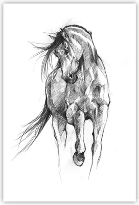 Produktbild von Poster - Poster ohne Rahmen - Pferd Galopp Tier - 61x91,5 cm - Wand Bild - Wanddeko - Wandbilder - Kunstposter - Wandposter - Bilder - Kunstdruck - Wanddekoration - Wandbild - P2XPA61x91-5080